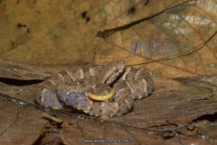 : Juvenile Fer-de-lance (Bothrops atrox) : Juvenile Fer-de-lance (Bothrops atrox)