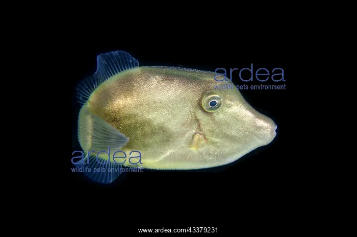 : Juvenile Filefish : Juvenile Filefish