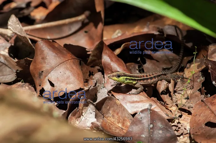 : A juvenile forest whiptail lizard (Kentropyx ca : A juvenile forest whiptail lizard (Kentropyx ca