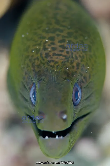 : Juvenile Giant Moray Eel : Juvenile Giant Moray Eel