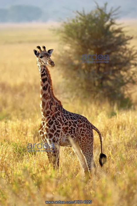 : Juvenile Giraffe, Giraffa camelopardalis : Juvenile Giraffe, Giraffa camelopardalis