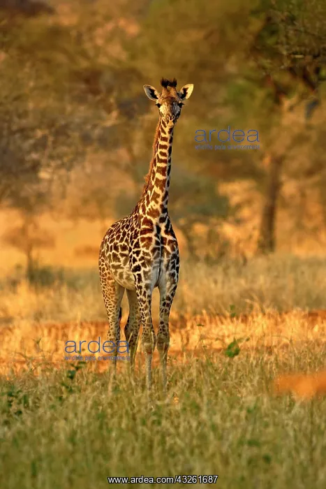 : Juvenile Giraffe, Giraffa camelopardalis : Juvenile Giraffe, Giraffa camelopardalis