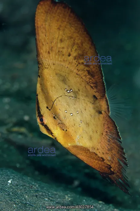 : Juvenile Golden Spadefish : Juvenile Golden Spadefish