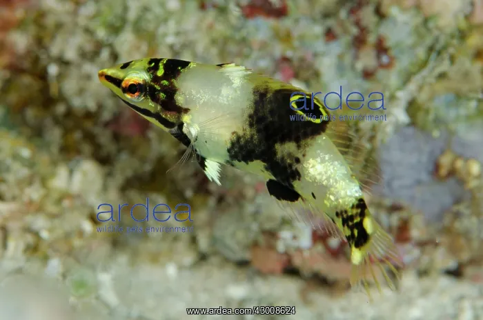 : Juvenile Goldstripe Wrasse California Dreaming dive : Juvenile Goldstripe Wrasse California Dreaming dive