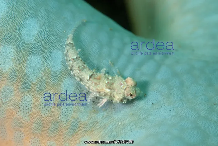 : Juvenile Goram Dragonet on Sea Star (Linckia laevigata) : Juvenile Goram Dragonet on Sea Star (Linckia laevigata)