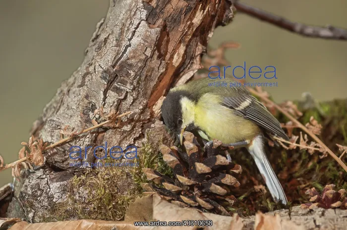 : Juvenile of great tit, (Parus major) searching food : Juvenile of great tit, (Parus major) searching food