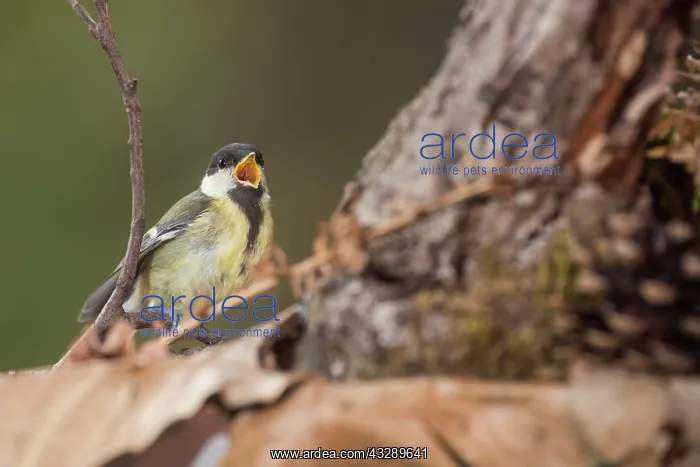 : Juvenile of great tit (Parus major) singing, Liguria, Italy : Juvenile of great tit (Parus major) singing, Liguria, Italy