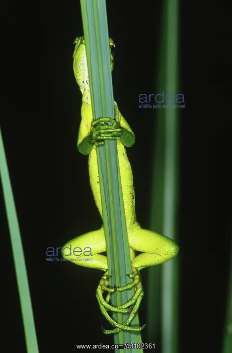 : Juvenile Green Iguana (Iguana iguana) : Juvenile Green Iguana (Iguana iguana)