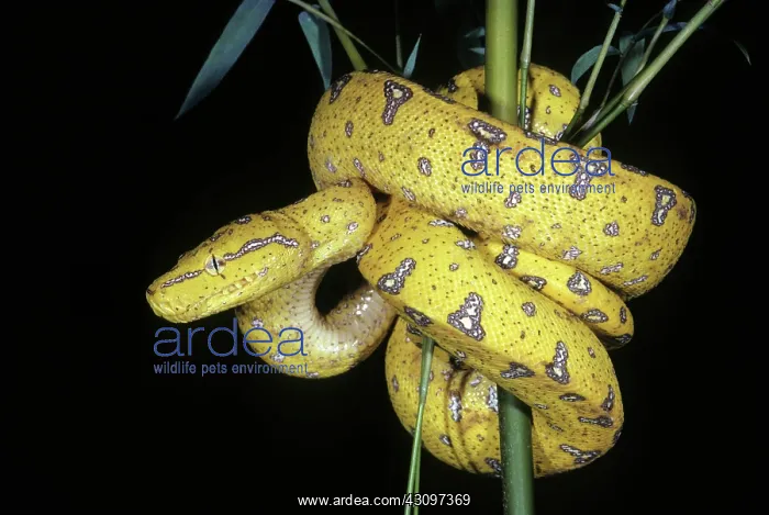 : Juvenile Green Tree Python, 1 of 3 : Juvenile Green Tree Python, 1 of 3