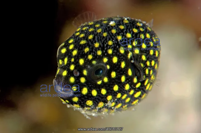 : Juvenile Guineafowl Puffer Wainilu dive site, Rinca : Juvenile Guineafowl Puffer Wainilu dive site, Rinca