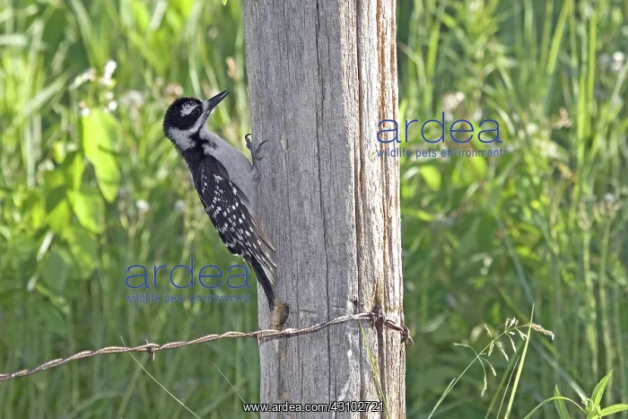 : Juvenile Hairy Woodpecker : Juvenile Hairy Woodpecker