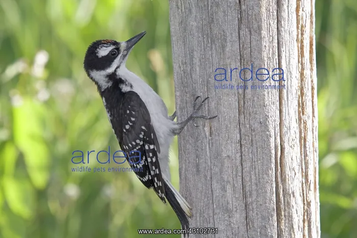 : Juvenile Hairy Woodpecker : Juvenile Hairy Woodpecker