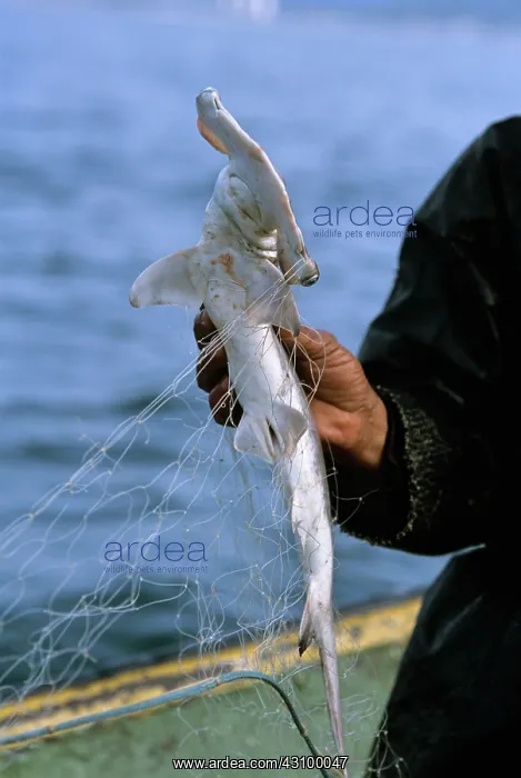  : Juvenile Hammerhead Shark in net