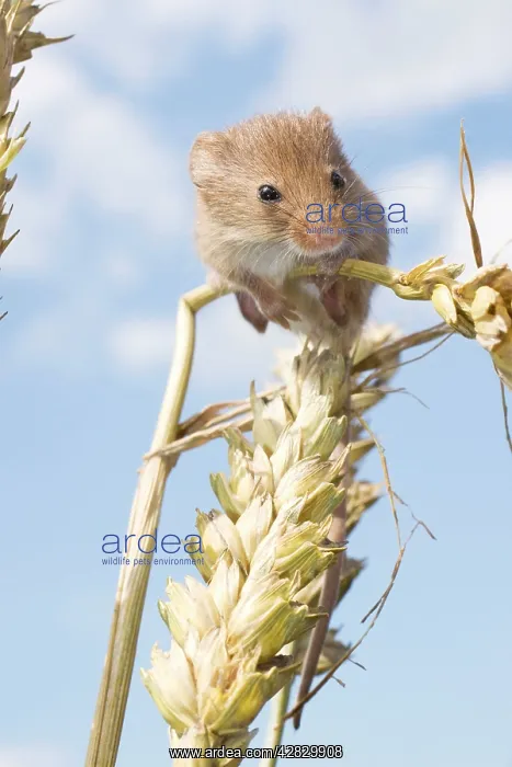 : Juvenile Harvest Mouse on wheat stalk : Juvenile Harvest Mouse on wheat stalk