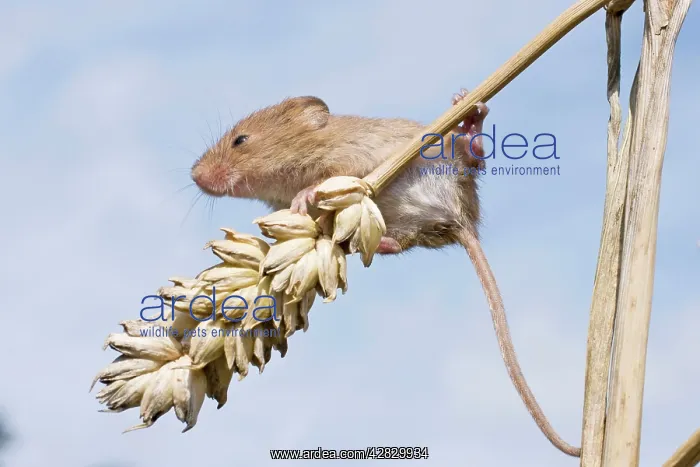 : Juvenile Harvest Mouse on wheat stalk : Juvenile Harvest Mouse on wheat stalk