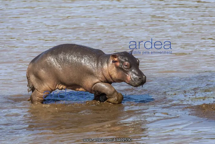: Juvenile hippopotamus (Hippopotamus amphibius) juvenile : Juvenile hippopotamus (Hippopotamus amphibius) juvenile