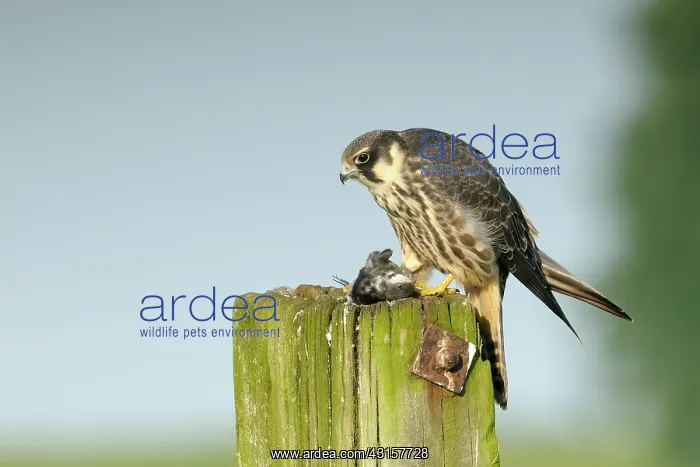 : Hobby. Juvenile Hobby (Falco subbuteo) on pile with House Martin (Delichon urbica) as prey : Hobby. Juvenile Hobby (Falco subbuteo) on pile with House Martin (Delichon urbica) as prey