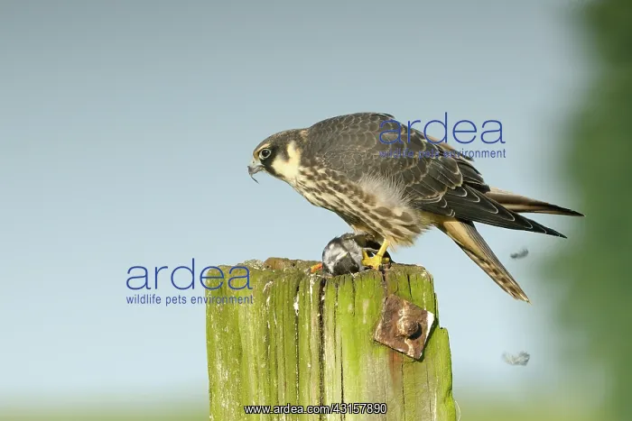 : Hobby. a juvenile Hobby (Falco subbuteo) is plucking a juvenile House Martin : Hobby. a juvenile Hobby (Falco subbuteo) is plucking a juvenile House Martin
