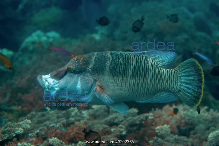 : Juvenile Humphead Wrasse yawning - Nudi Rock dive : Juvenile Humphead Wrasse yawning - Nudi Rock dive