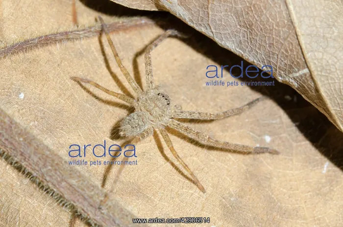  : Juvenile Huntsman Spider on leaf - Klungkung, Bali