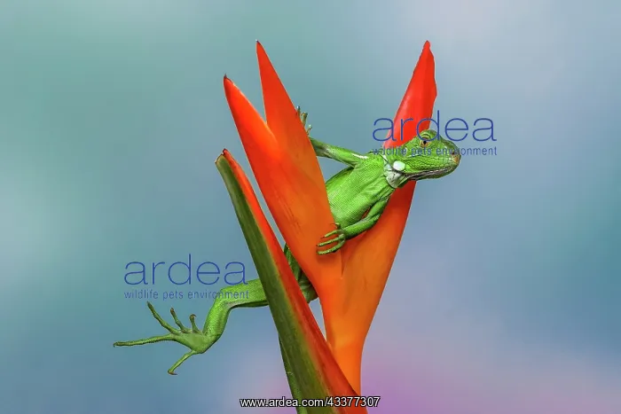 : Juvenile Iguana lounging in red bromeliad, Florida