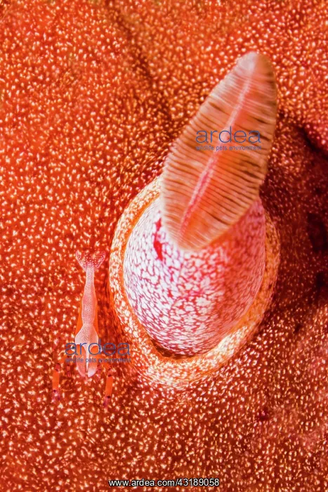  : Juvenile Imperial Cleaner Shrimp (Zenopontonia rex)