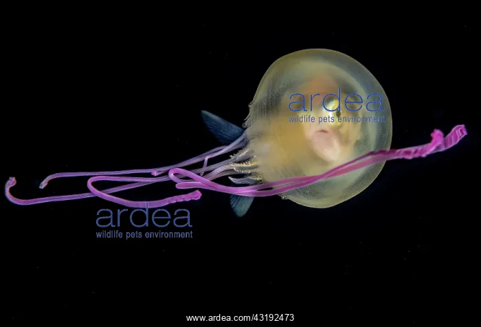 : Juvenile jack taking refuge in a purple jellyfish : Juvenile jack taking refuge in a purple jellyfish