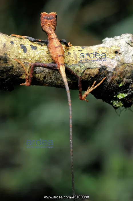 : Juvenile Kangaroo Lizard : Juvenile Kangaroo Lizard