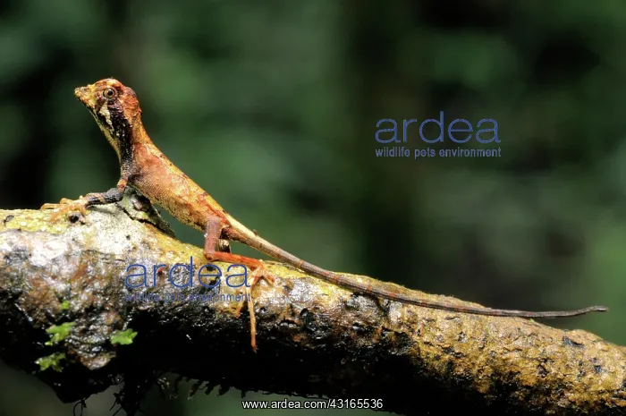 : Juvenile Kangaroo Lizard : Juvenile Kangaroo Lizard