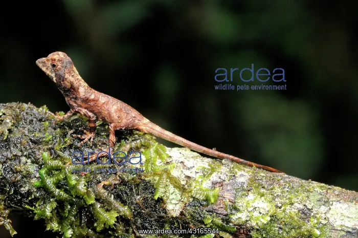 : Juvenile Kangaroo Lizard : Juvenile Kangaroo Lizard