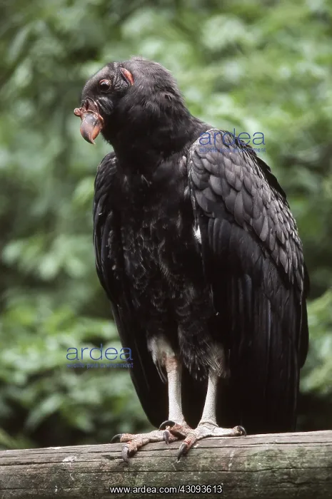 : Juvenile King Vulture : Juvenile King Vulture