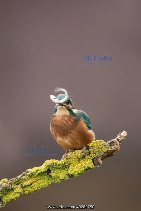 : Juvenile Kingfisher (Alcedo atthis) with Common : Juvenile Kingfisher (Alcedo atthis) with Common