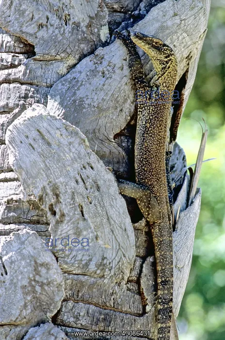 : Juvenile Komodo Dragon in tree : Juvenile Komodo Dragon in tree