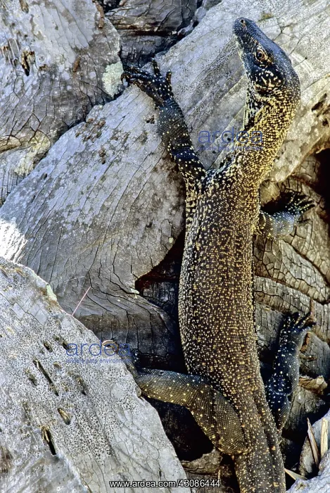 : Juvenile Komodo Dragon in tree : Juvenile Komodo Dragon in tree