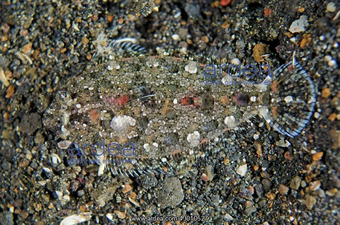 : Juvenile Largescale Flounder camouflaged on black : Juvenile Largescale Flounder camouflaged on black