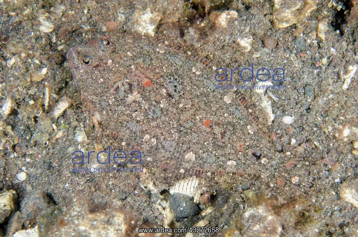 : Juvenile Largescale Flounder - Kubu, Tulamben, Karangasem Re : Juvenile Largescale Flounder - Kubu, Tulamben, Karangasem Re