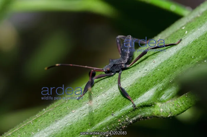 : Juvenile Leaf-footed Bug on stem - Klungkung, Bali : Juvenile Leaf-footed Bug on stem - Klungkung, Bali
