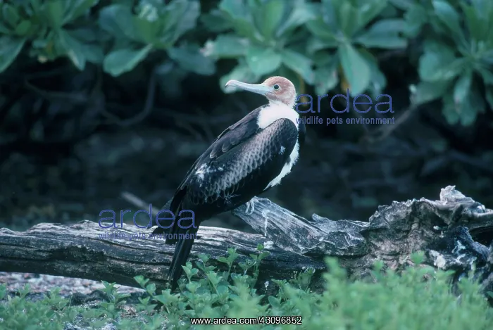 : Juvenile Lesser Frigatebird : Juvenile Lesser Frigatebird