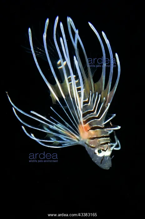 : Juvenile Lionfish : Juvenile Lionfish