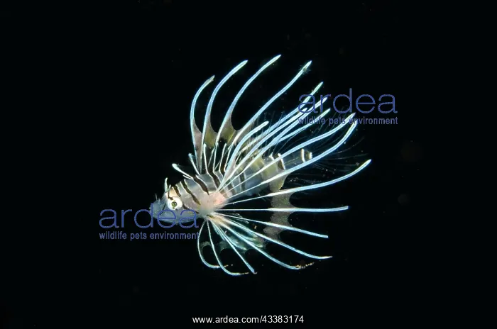 : Juvenile Lionfish : Juvenile Lionfish