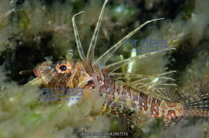 : Juvenile Lionfish - night dive - Melasti dive site : Juvenile Lionfish - night dive - Melasti dive site