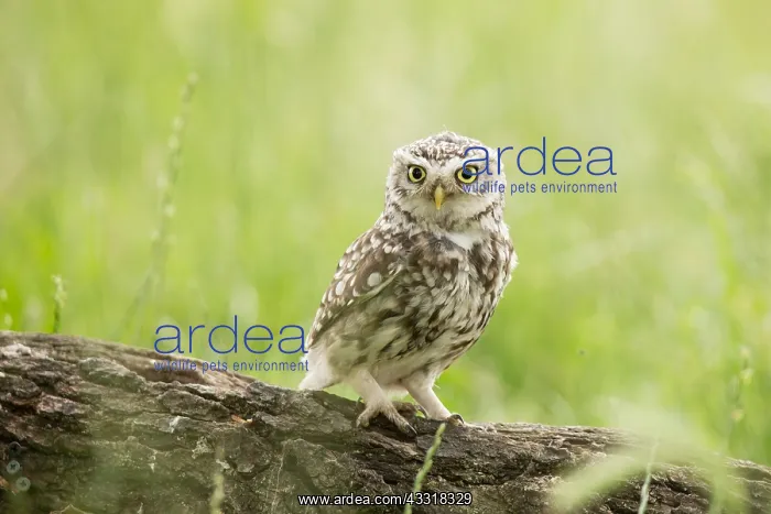 : Juvenile Little Owl (Athene noctua) foraging ne : Juvenile Little Owl (Athene noctua) foraging ne