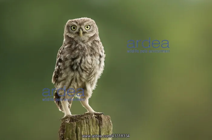 : Juvenile Little Owl (Athene noctua) foraging wi : Juvenile Little Owl (Athene noctua) foraging wi