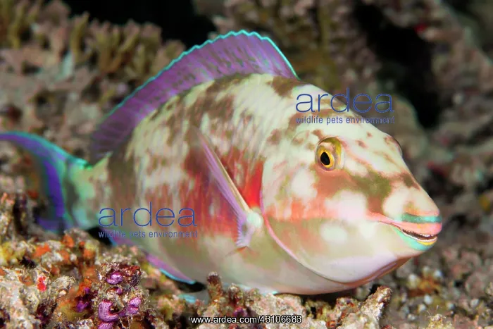 : Juvenile Longnose parrotfish (Hipposcarus harid) : Juvenile Longnose parrotfish (Hipposcarus harid)
