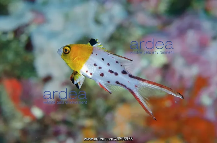 : Juvenile Lyretail Hogfish : Juvenile Lyretail Hogfish