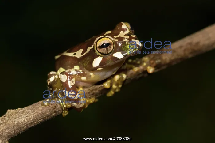 : Juvenile Madagascar frog (Boophis roseipalmatus) : Juvenile Madagascar frog (Boophis roseipalmatus)
