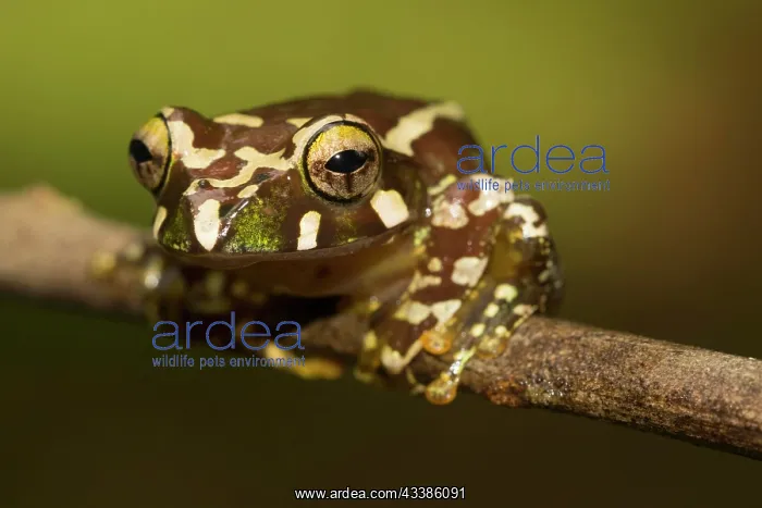: Juvenile Madagascar frog (Boophis roseipalmatus) : Juvenile Madagascar frog (Boophis roseipalmatus)