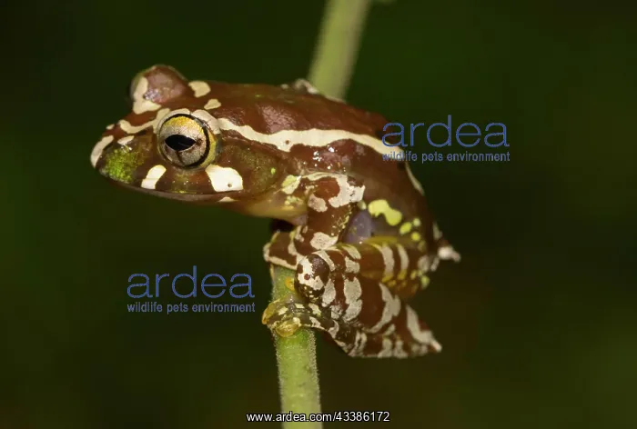 : Juvenile Madagascar frog (Boophis roseipalmatus) : Juvenile Madagascar frog (Boophis roseipalmatus)