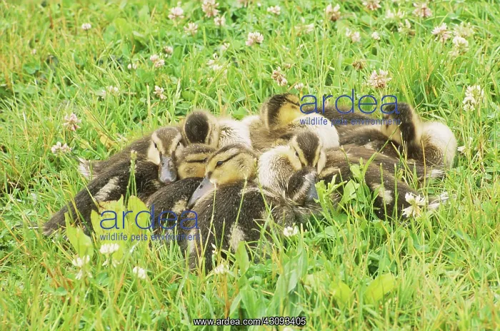 : Juvenile Mallards sleeping : Juvenile Mallards sleeping