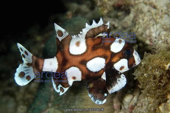 : Juvenile Many-spotted Sweetlips : Juvenile Many-spotted Sweetlips